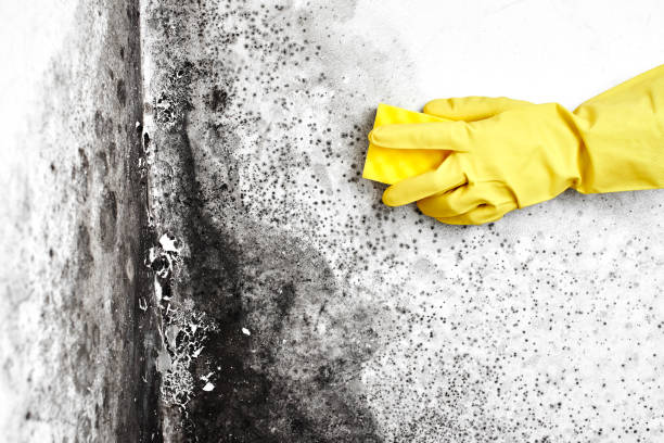 Best Residential Mold Removal  in Ogdensburg, NJ