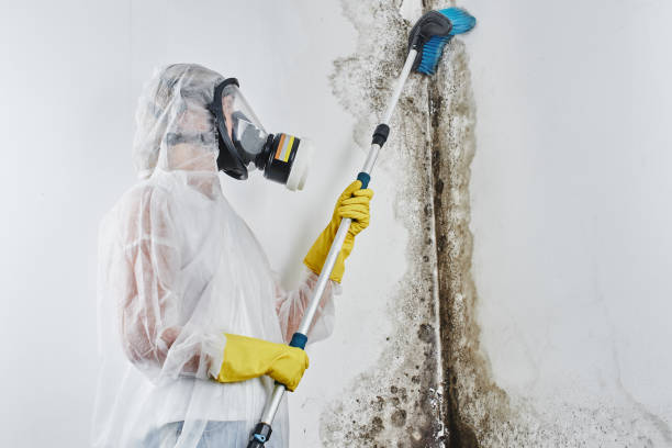 Best Toxic Mold Removal  in Ogdensburg, NJ