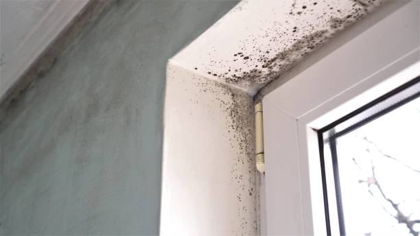 Professional Mold Removal in Ogdensburg, NJ