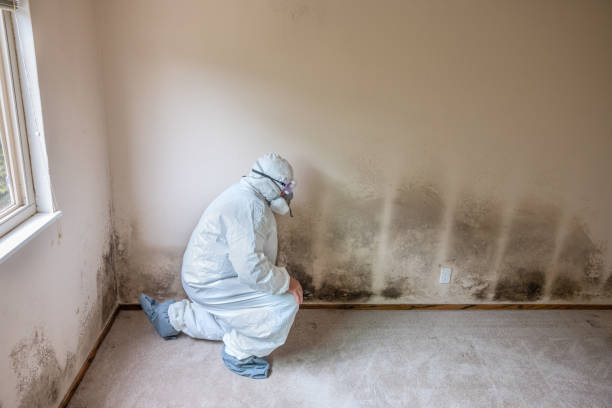 Best Mold Damage Repair  in Ogdensburg, NJ