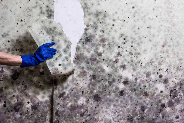 Best Affordable Mold Removal  in Ogdensburg, NJ